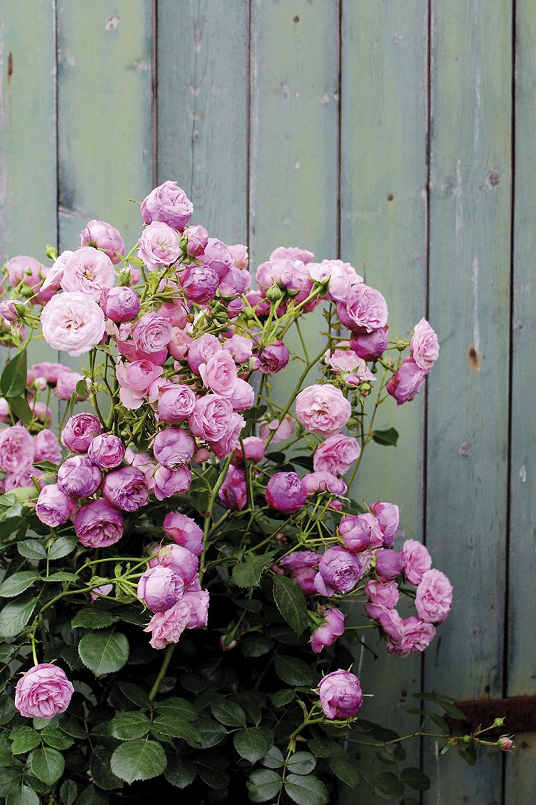LANDGEFÜHL_ Edelrose 'Murmelspiel' LANDGEFÜHL_ Edelrose 'Murmelspiel'