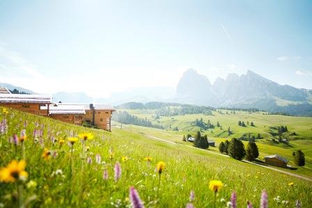 Blühende Wiesen rund um die ADLER Mountain Lodge Blühende Wiesen rund um die ADLER Mountain Lodge