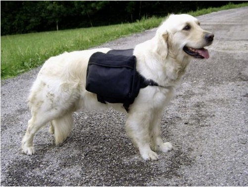Pakethund auf dem Münchner Trainingsgelände