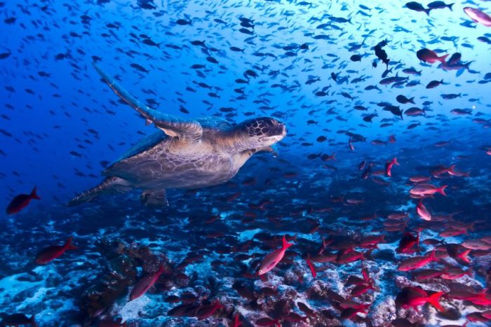 Galapagos Schildkröte