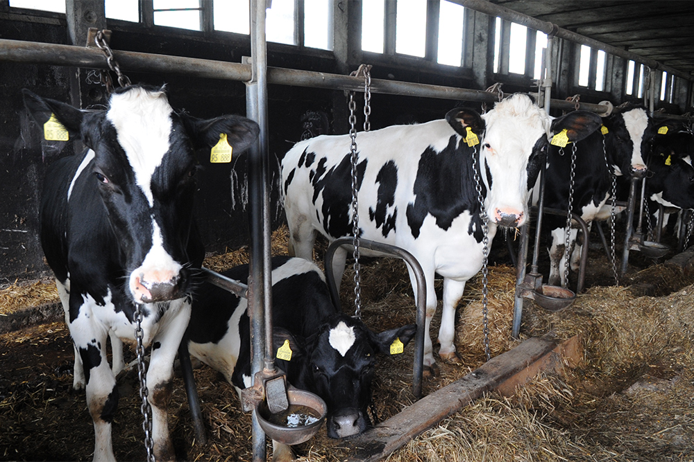 Landwirtschaftsausschuss des Bundesrats entscheidetüber Anbindehaltung von Milchkühen Landwirtschaftsausschuss des Bundesrats entscheidetüber Anbindehaltung von Milchkühen