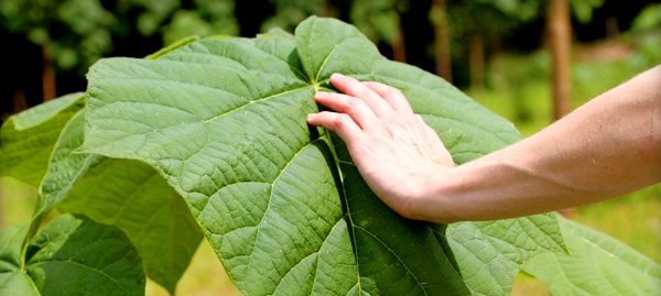Paulownia: Eine unglaubliche Pflanze
