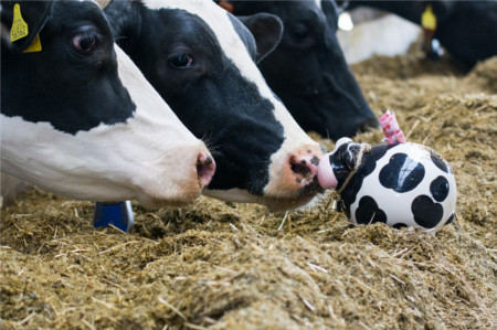fodjan entwirft betriebsindividuelle Fütterungsplanungen für Milchviehbetriebe fodjan entwirft betriebsindividuelle Fütterungsplanungen für Milchviehbetriebe