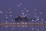 Birdwatching im Po Delta Park © Archivio Po Delta Tourism