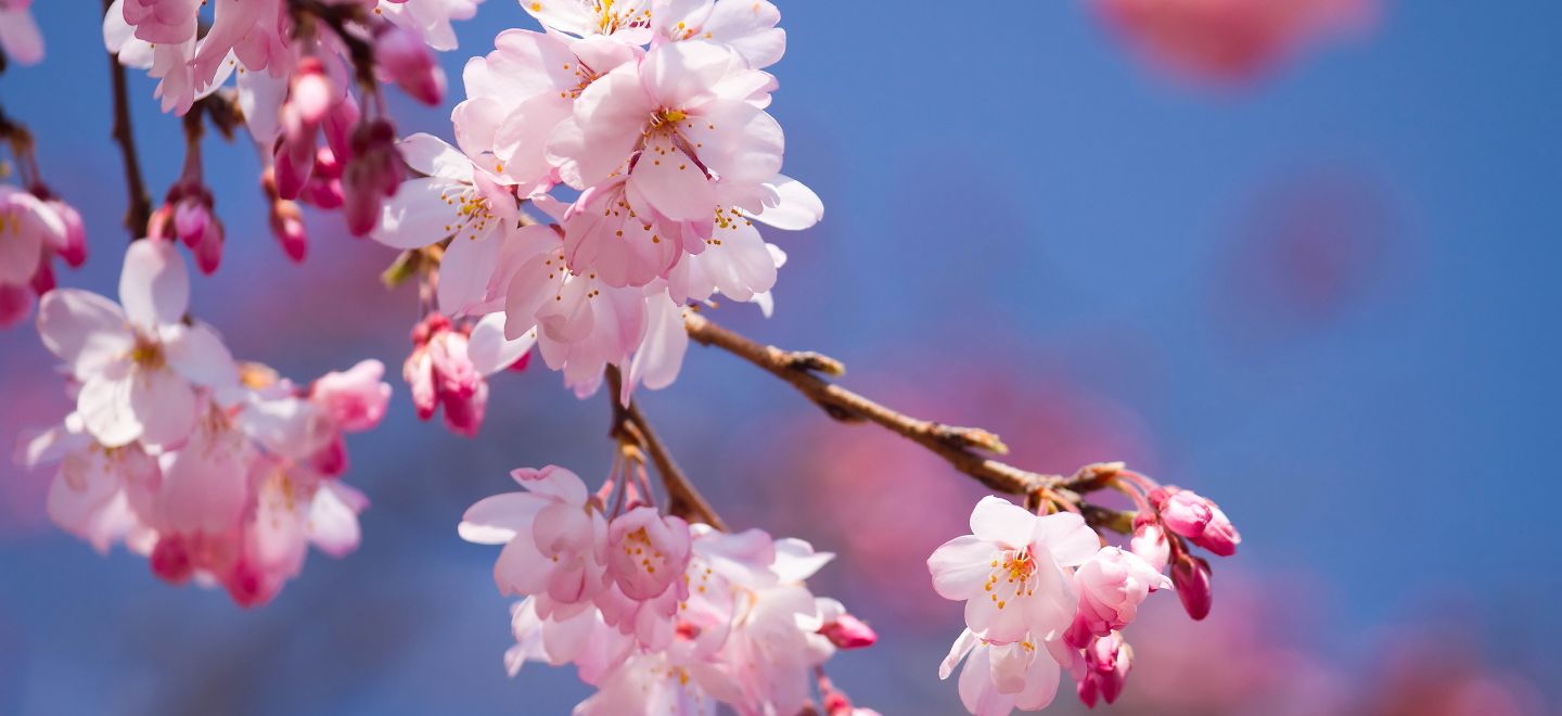 (Bildquelle: www.japan-privatreisen.de) (Bildquelle: www.japan-privatreisen.de)
