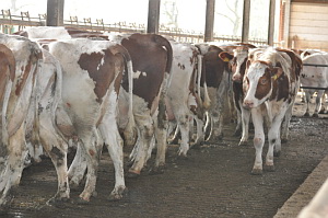 AVA-Tierärzte für mehr Tiergesundheit und Tierwohl