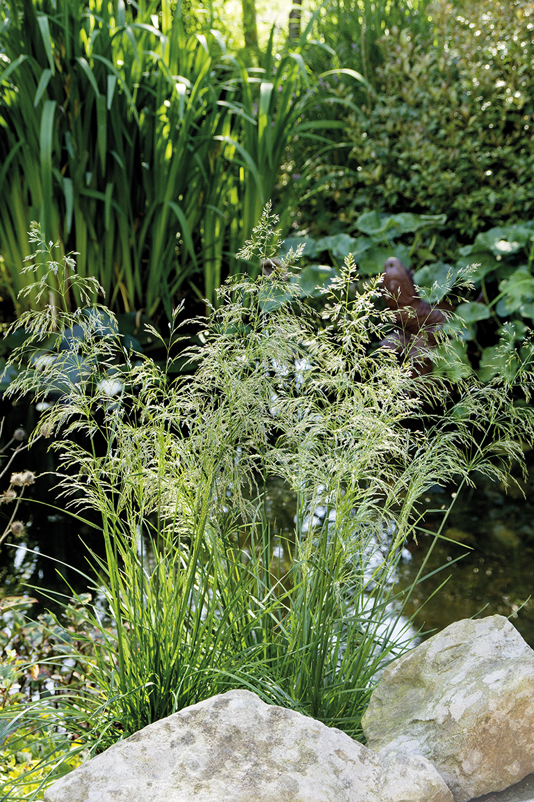 Ziergras-Schönheit Schmiele ­'Naturgrazie'von LANDGEFÜHL®