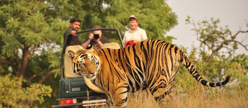 Tigersafari in Indien