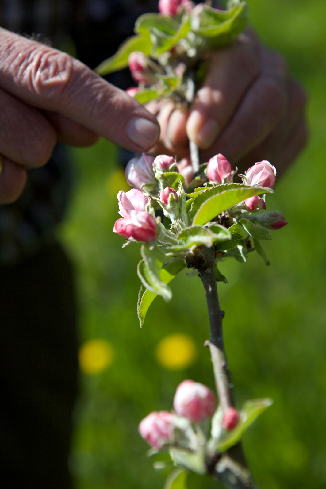 Die Obstblüten kündigen den neuen Fruchtsaftjahrgang 2016 an.
