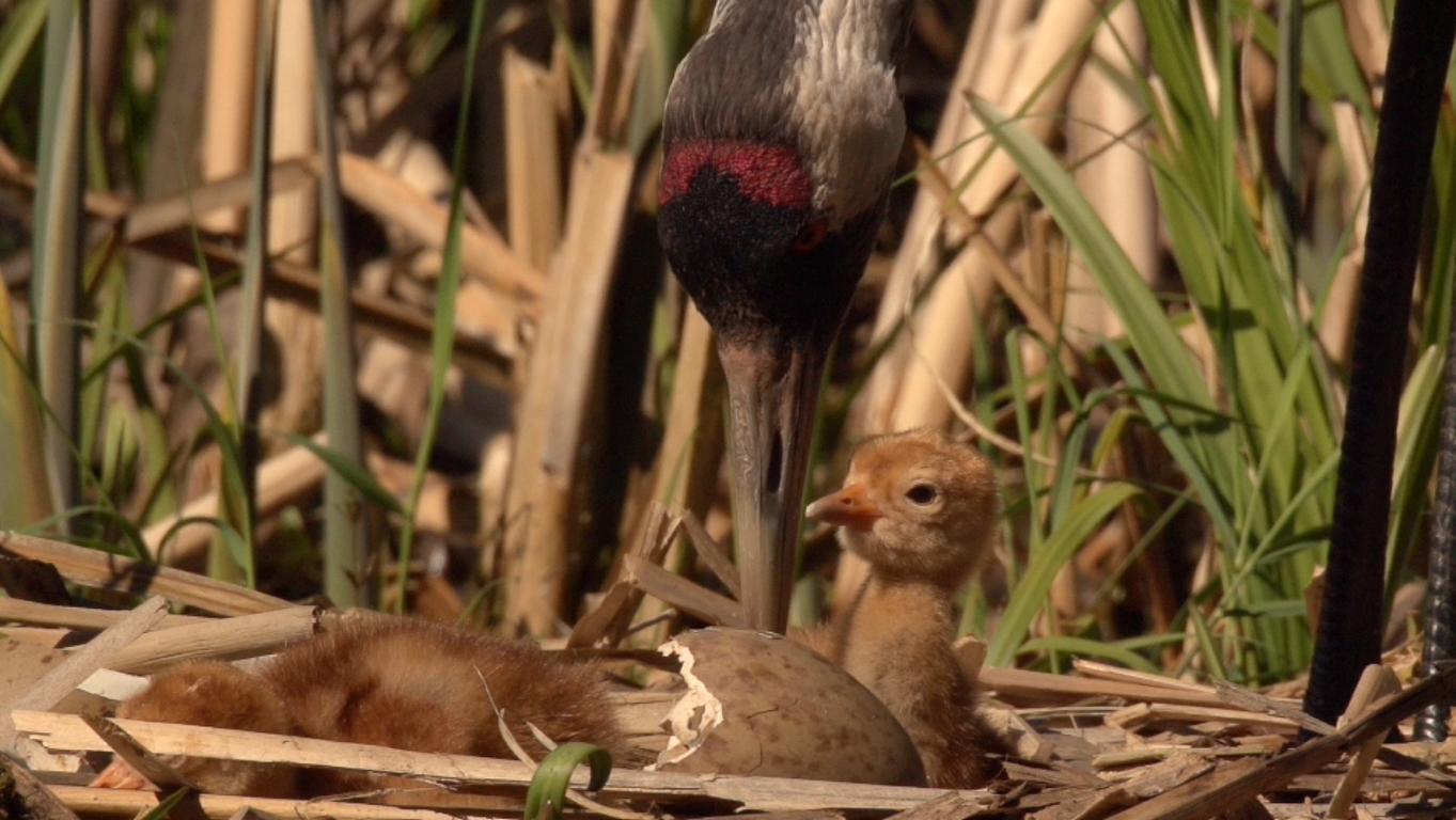frisch geschlüpfte Kranichküken im Nest - gefilmt von Tierfilmer Jens Klingebiel frisch geschlüpfte Kranichküken im Nest - gefilmt von Tierfilmer Jens Klingebiel