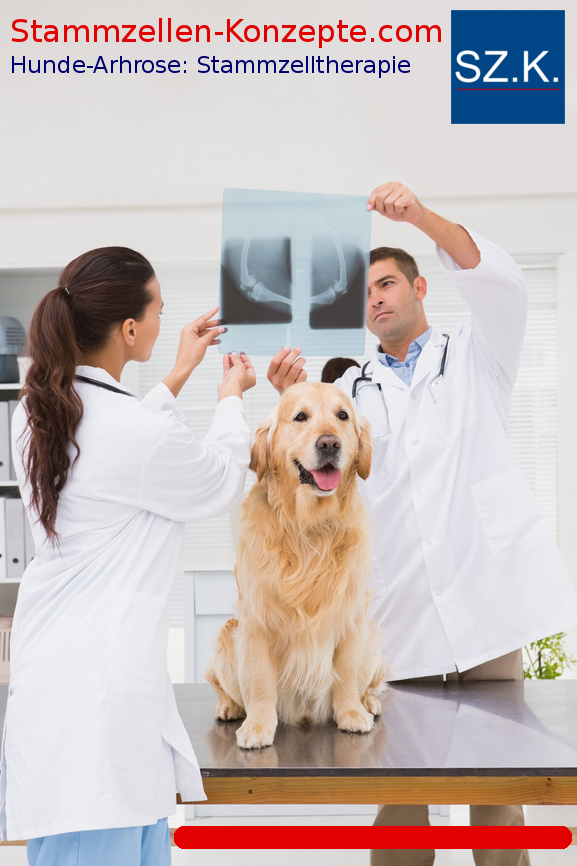 Hunde Arthrose mit Stammzellen therapieren. Tierärzte bei Stammzellen-Konzepte.com finden.