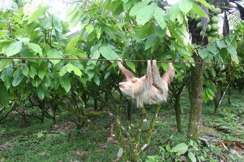 Foto: A. Brendel / Rainforest Alliance