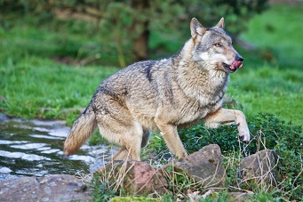 Wolf Wolf