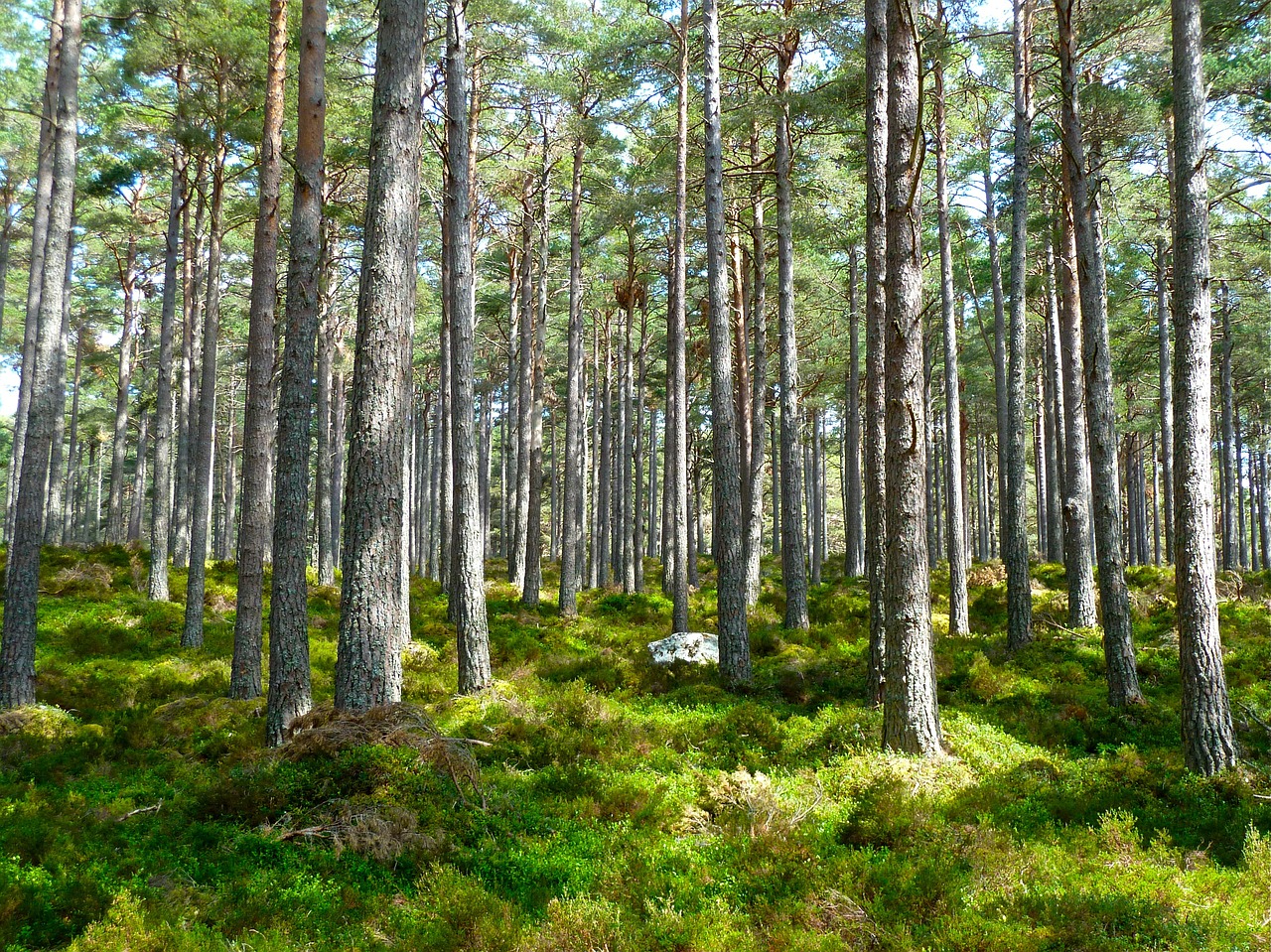 Tillmann Druck GmbH bekennt sich mit der FSC-Zertifizierung zum Schutz von Wald und Mensch. (Bildque Tillmann Druck GmbH bekennt sich mit der FSC-Zertifizierung zum Schutz von Wald und Mensch. (Bildque