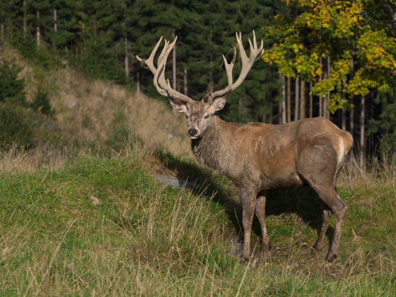 Hirsch und Co.: Im Workshop?Auf die Pirsch?lernen Urlauber das Jagd-ABC. (Bildquelle: fotolia)