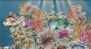 Korallenriffe gehören zu den artenreichsten Biotopen der Welt Korallenriffe gehören zu den artenreichsten Biotopen der Welt