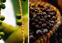 Acai Beeren im Korb Acai Beeren im Korb