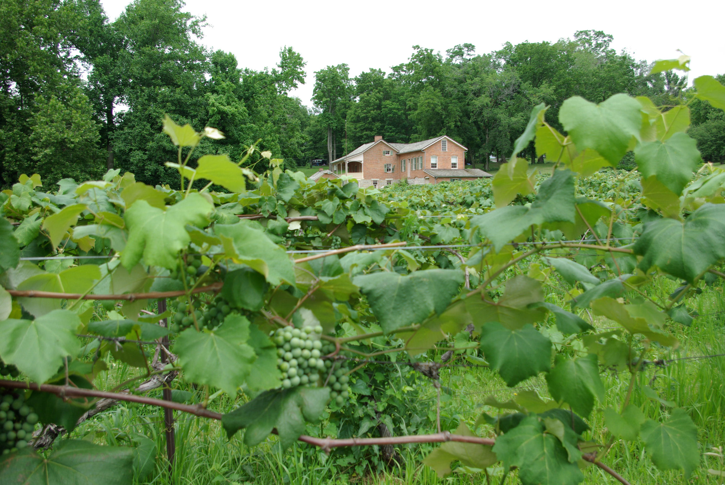 Weinreben von Baxter's Vineyards in Navoo / Illinois