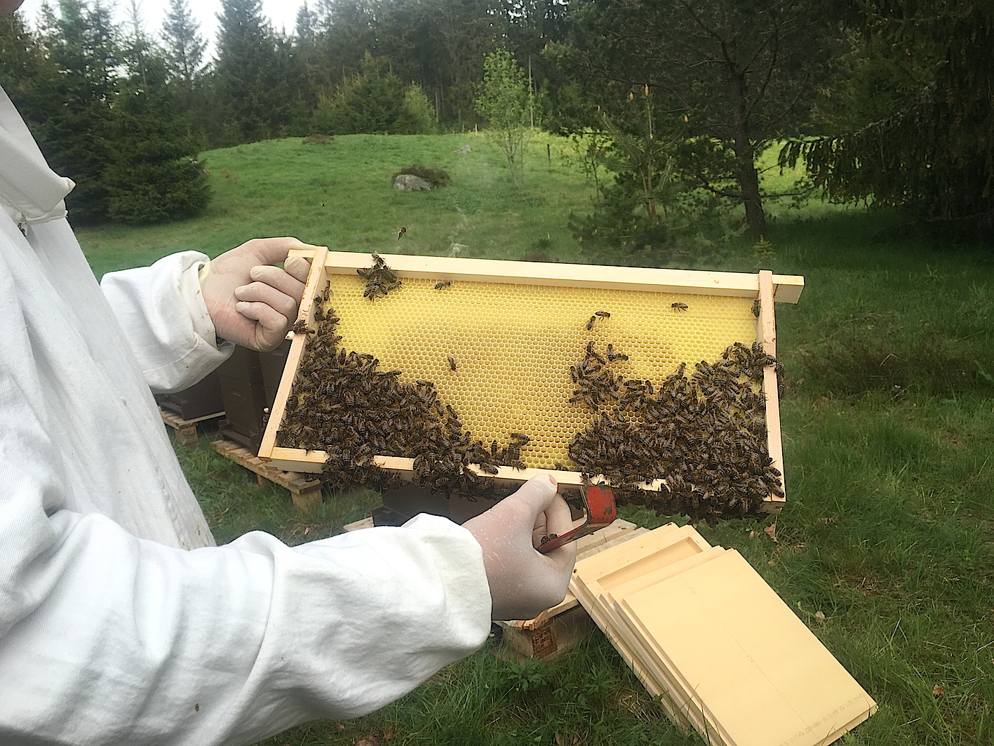 Das Vier Jahreszeiten am Schluchsee siedelte im Mai fünf Bienenvölker auf dem Hotelgelände an. (Bild Das Vier Jahreszeiten am Schluchsee siedelte im Mai fünf Bienenvölker auf dem Hotelgelände an. (Bild
