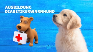 Ausbildung Diabetikerwarnhund