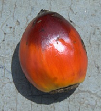Palmfrucht