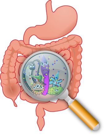 Verdauung optimieren ist das A und O der Gesundheit Verdauung optimieren ist das A und O der Gesundheit