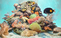 Salzwasser ist die Basis eines jeden Meerwasseraquariums. Foto: sera Salzwasser ist die Basis eines jeden Meerwasseraquariums. Foto: sera