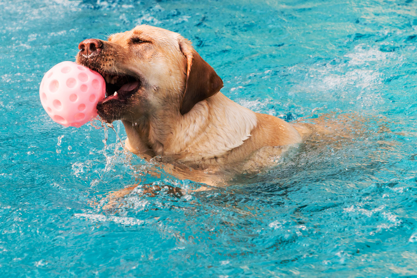 Baden mit Hund: Vom Hundestrand bis zum hundefreundlichen Badesee in 7 Ländern (Bildquelle: @ Fotoli