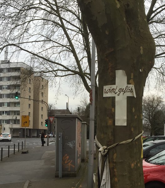 Torsten Ilg kritisiert Fällung der Bäume auf der Schönhauser Straße in Köln Bayenthal.