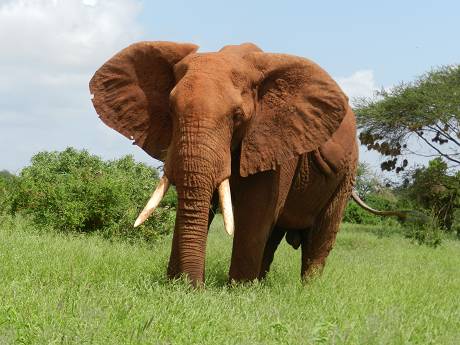 Jeep Safari in Kenia