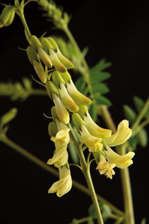 Astragalus membranaceus (Allvent) gegen Heuschnupfen