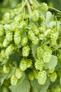Hopfen Hopfen