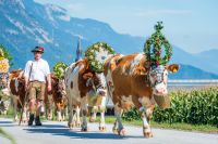 Almabtrieb Terfens Almabtrieb Terfens