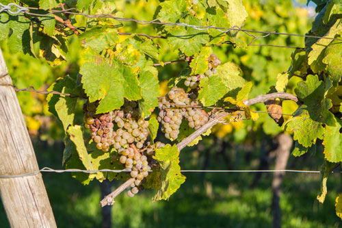 Rebstock in Rheinhessen Rebstock in Rheinhessen