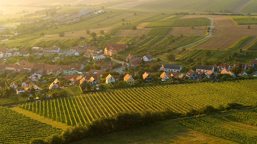Weinberge in Südmähren (Bildquelle: Jan Miklin, Czechtourism) Weinberge in Südmähren (Bildquelle: Jan Miklin, Czechtourism)