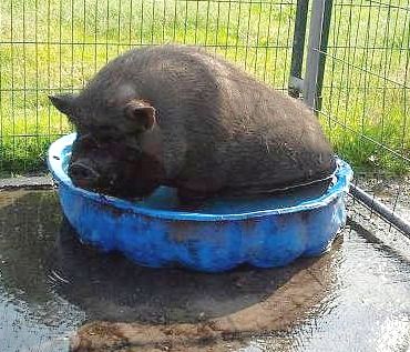 Auch Schweine wollen planschen Auch Schweine wollen planschen