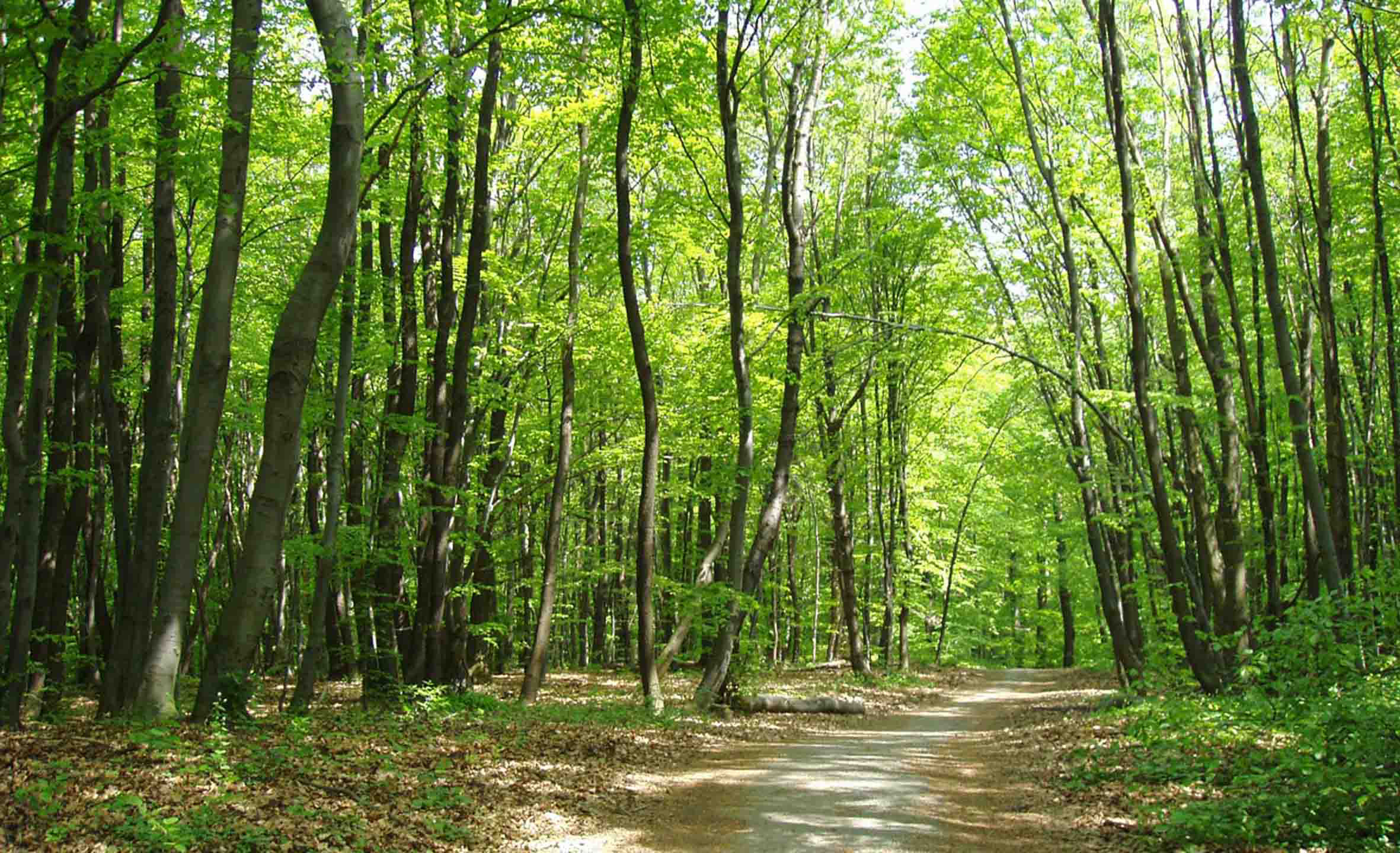 Natürlicher Holzkreislauf sorgt für ausgeglichene CO2-Bilanz Natürlicher Holzkreislauf sorgt für ausgeglichene CO2-Bilanz