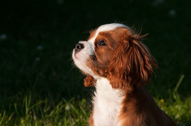 Hundehaftpflicht: Am besten vom ersten Tag an