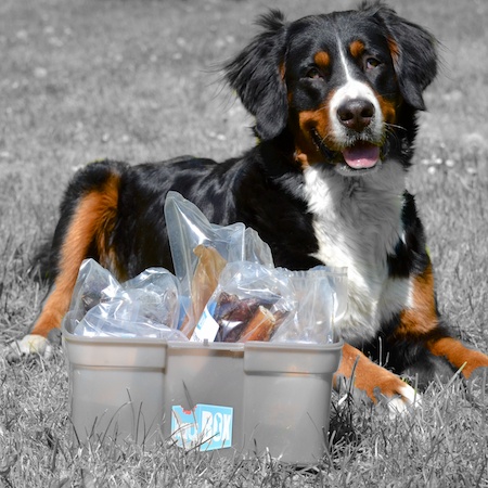 Heddar, eine 11/2 jährige Berner Sennenhündin präsentiert die Big Dog Box.