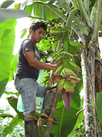 Pflege von Bananenstauden (Urocal, Foto: BanaFair) Pflege von Bananenstauden (Urocal, Foto: BanaFair)