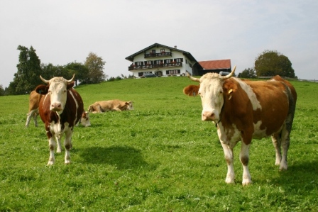 Glückliche Kühe - Zufriedene Bauern Glückliche Kühe - Zufriedene Bauern