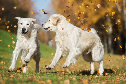 Entspannter Herbsturlaub mit Hund bei unseren hundefreundlichen Gastgebern von Nordsee bis Adria. Entspannter Herbsturlaub mit Hund bei unseren hundefreundlichen Gastgebern von Nordsee bis Adria.