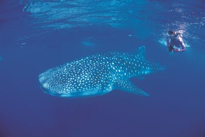 Snorkelling with a whale shark (c)TourismWesternAustralia Snorkelling with a whale shark (c)TourismWesternAustralia