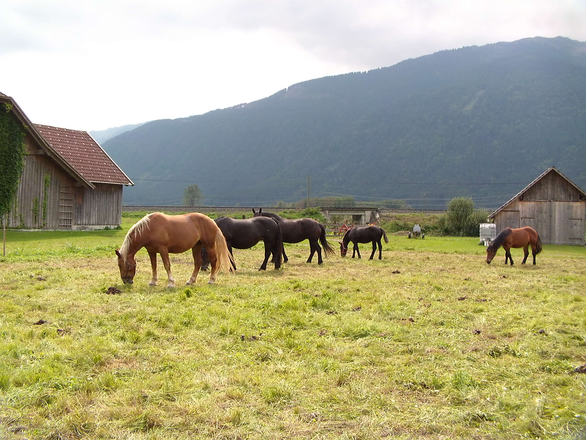 Friedlich grasen Pferde im Kärntner Gailtal, am Fußder Karnischen Alpen. (Foto: presseweller)