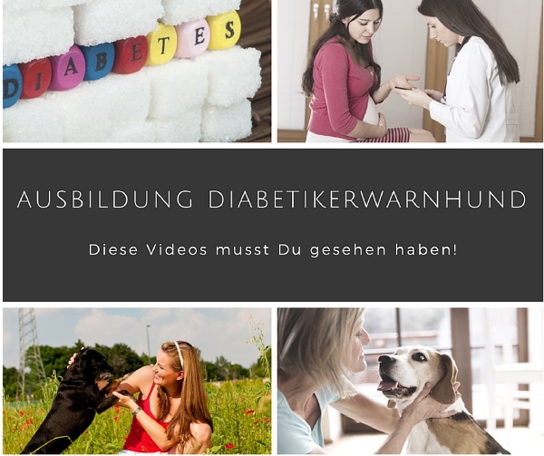 Diabetikerwarnhund Diabetikerwarnhund
