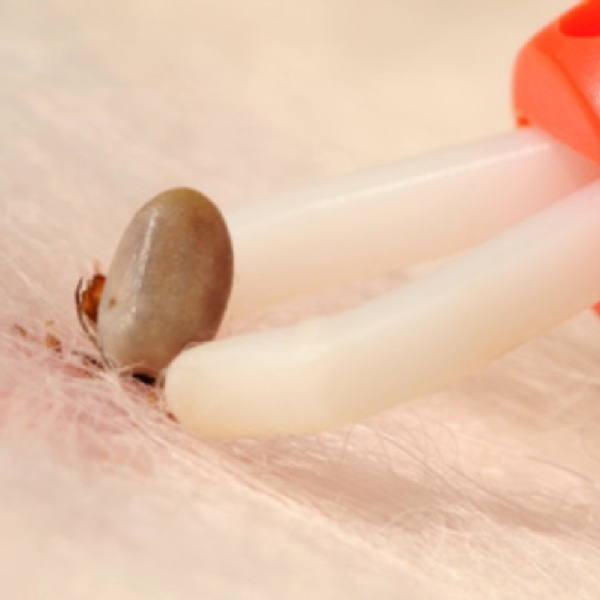 Zecken erfolgreich entfernen. (Bildquelle:©Carola Schubbel - Fotolia) Zecken erfolgreich entfernen. (Bildquelle:©Carola Schubbel - Fotolia)