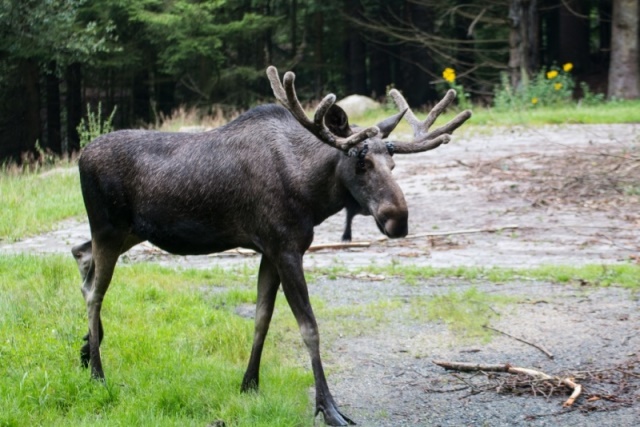 Lang verschollene Heimkehrer?Die Elche im Nationalpark Bayerischer Wald (Bildquelle:©Ferienregion Na