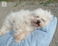 Dog Filou's Dog Filou's