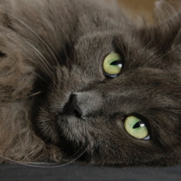 Die Katzenrasse gibt Hinweise auf den Namen. (Bildquelle:©paulparker - Fotolia.com)