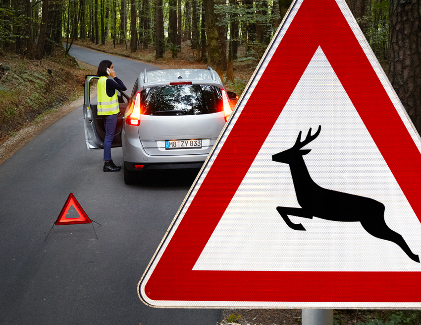 Mit dem richtigen Verhalten lässt sich mancher Wildunfall vermeiden. Foto: HUK-COBURG